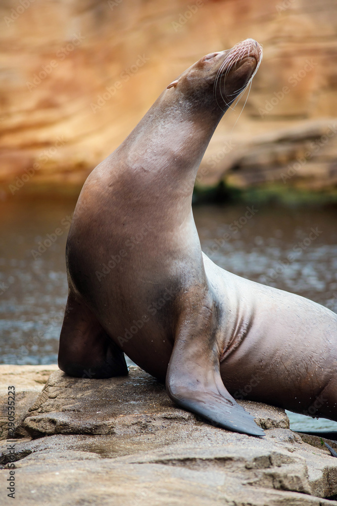 Californian sea lion in close-up Californian sea lion in close-up