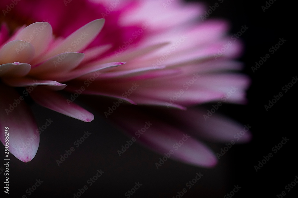 pink petals of a wonder flower