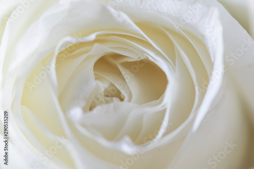 Beautiful white rose flower close up