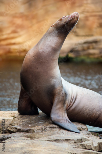 Californian sea lion in close-up