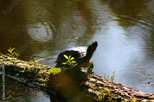 turtle in a pond