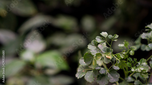 green plant in the garden photo