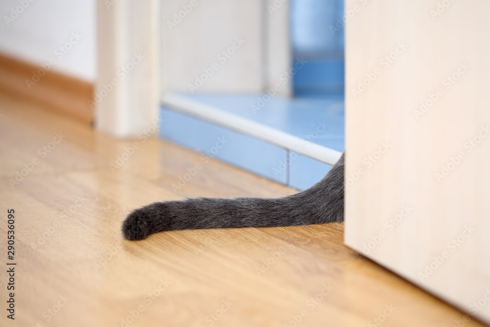 Grey cat tail peeping out from an open bathroom door Stock Photo