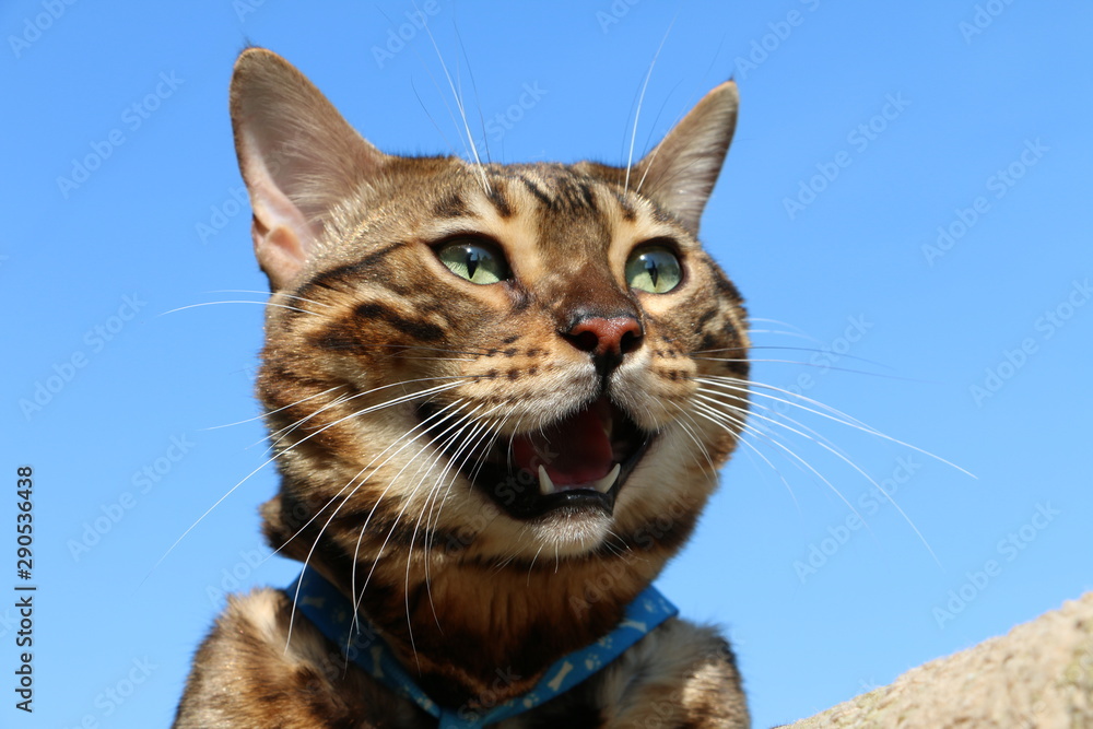 muzzle Bengal cat breed against the blue sky