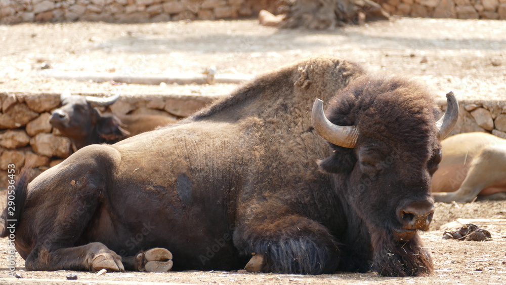 Fototapeta premium Grande bisonte americano