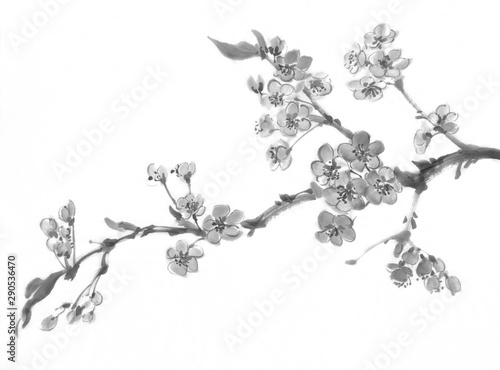 A sakura tree branch in bloom. Traditional chinese painting