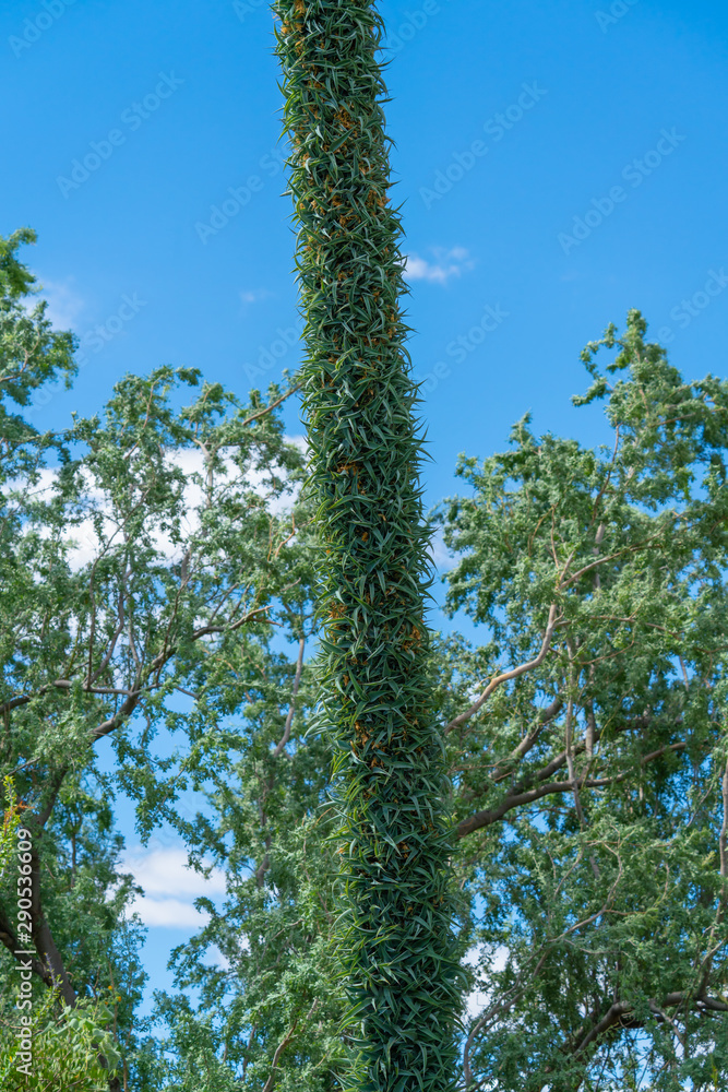 Fototapeta premium Agave Flowering Stalk in Full Bloom