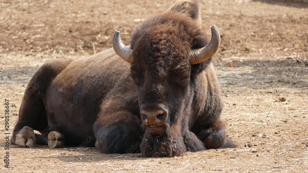 Grande bisonte americano Grande bisonte americano