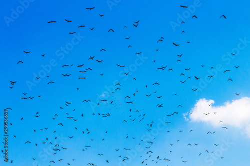 A flock of birds in blue sky with white cloud  _