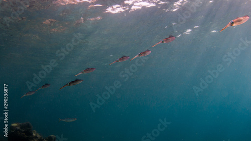 Sepia Schwarm beim Tauchen in der Karibik
