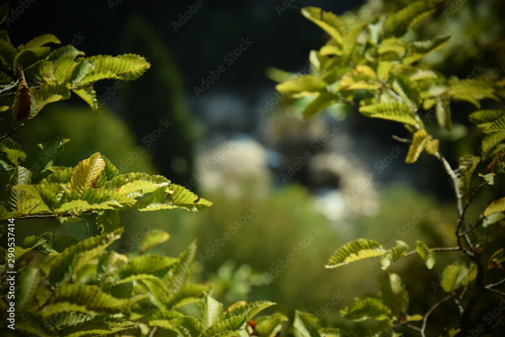 Obraz premium green leaves of tree
