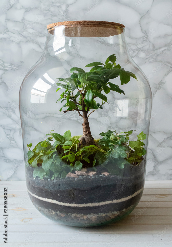 Small decoration plants in a glass bottle on a table in scandinavian interior/garden terrarium bottle/ forest in a jar. Terrarium jar with piece of forest with self ecosystem. Save the earth concept Small decoration plants in a glass bottle on a table in scandinavian interior/garden terrarium bottle/ forest in a jar. Terrarium jar with piece of forest with self ecosystem. Save the earth concept