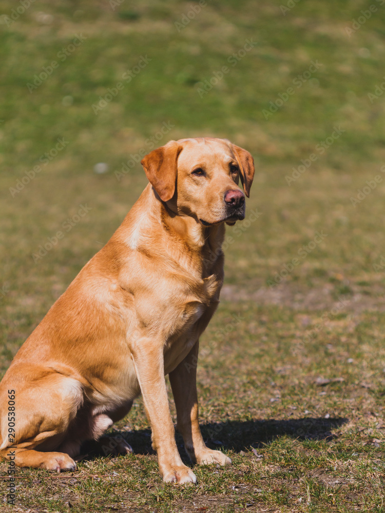 Ein Hund auf einer Wiese schaut in die Ferne. Retriever, Ein Hund auf einer Wiese schaut in die Ferne. Retriever,