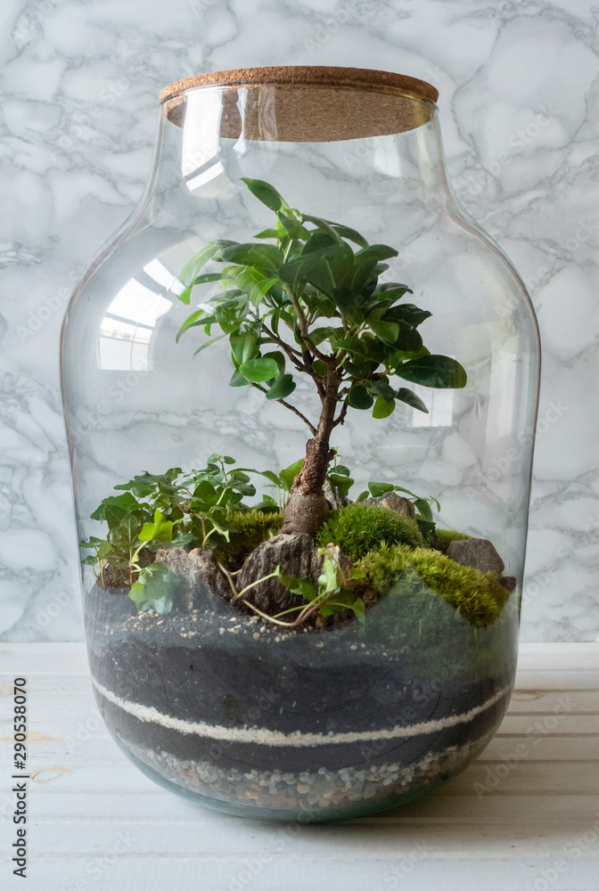 Small decoration plants in a glass bottle on a table in scandinavian  interior/garden terrarium bottle/