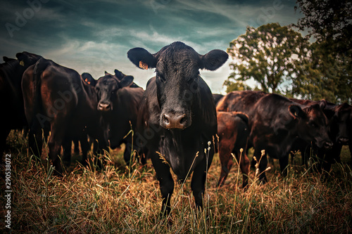 cows in a field