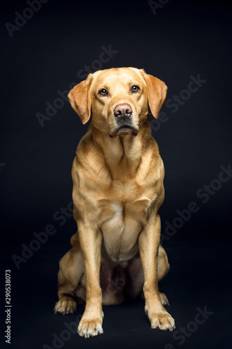 Hund auf schwarzem Hintergrund. Treuer Blick. Studio  Portrait