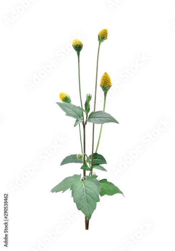 Acmella oleracea ,toothache plant  on white background