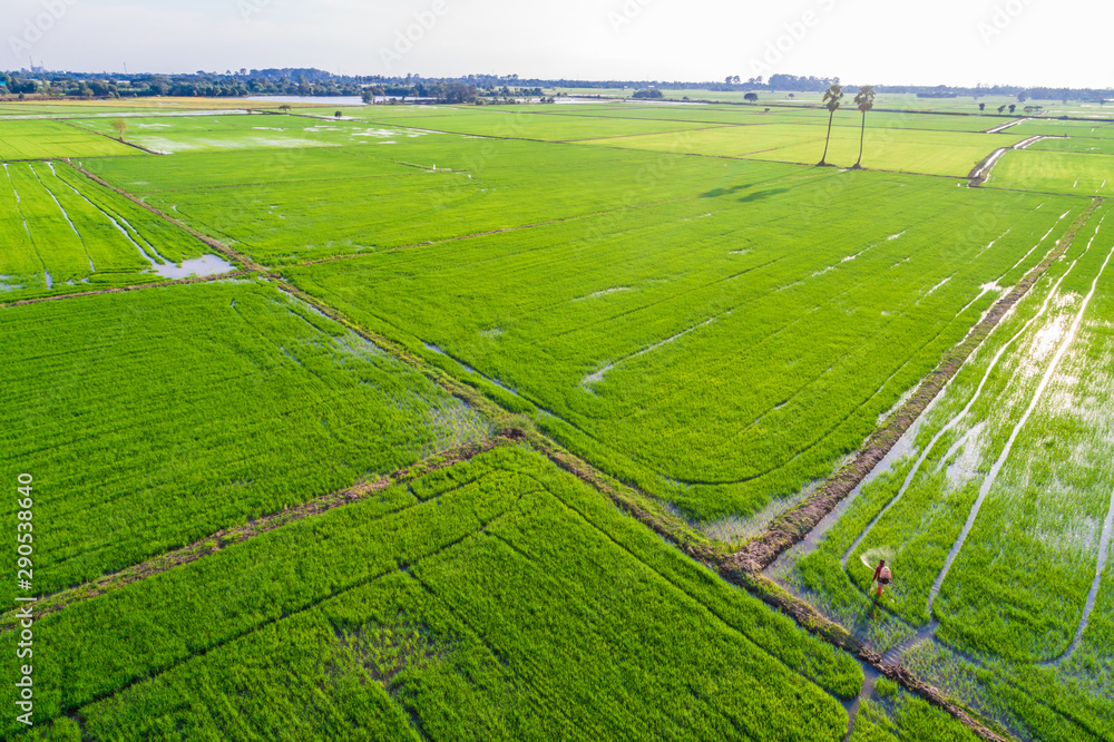 Rice plantation green field sunset aerial view Rice plantation green field sunset aerial view