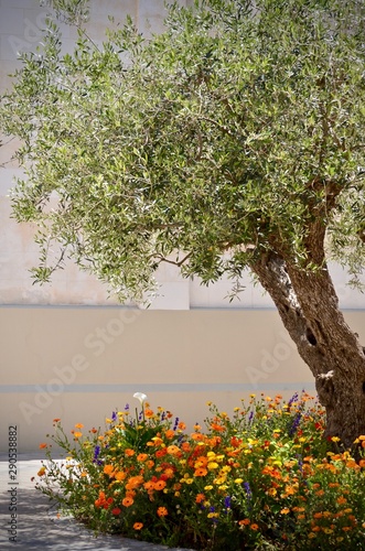 Mediterranean Olive Tree in Courtyard 