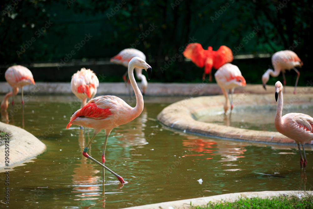 Group of pink Flamingos in water