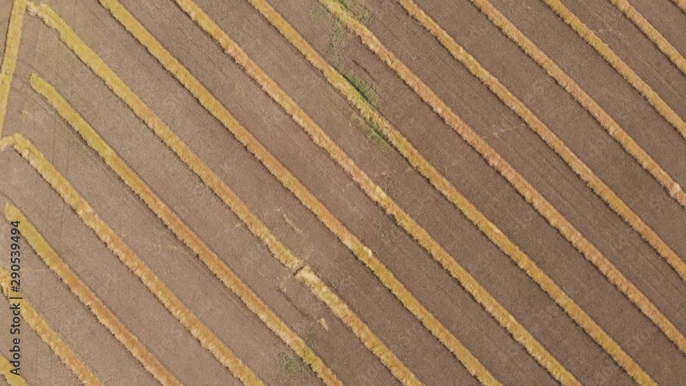 Drone video over a mature fall canola field that has been swathed into windrows and is ready for harvesting. Drone is looking straight down on diagonal rows and flying at height above large field. Drone video over a mature fall canola field that has been swathed into windrows and is ready for harvesting. Drone is looking straight down on diagonal rows and flying at height above large field.