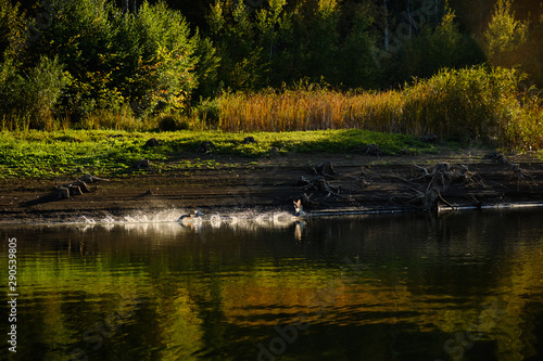 Kamchatka wild lake and ducks in the fall © Eduard Vladimirovich