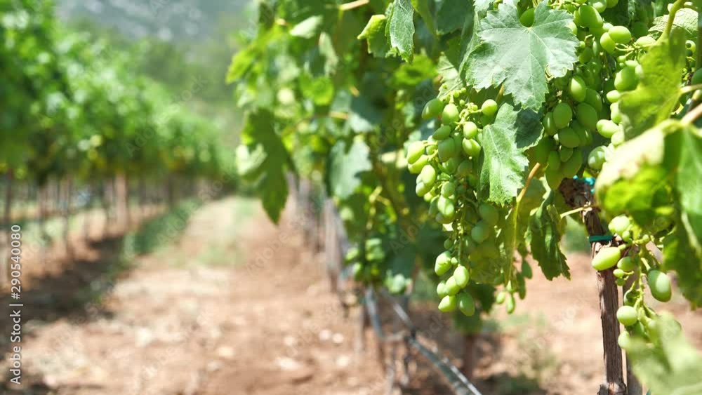 Vineyard, grape plantation in Bosnia and Herzegovina Vineyard, grape plantation in Bosnia and Herzegovina