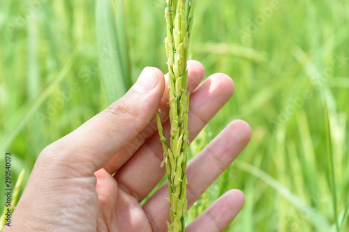 hand tenderly touching a young rice in the field.