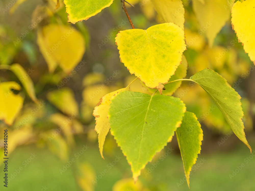 Green and yellow birch leaves. Golden autumn. Green and yellow birch leaves. Golden autumn.