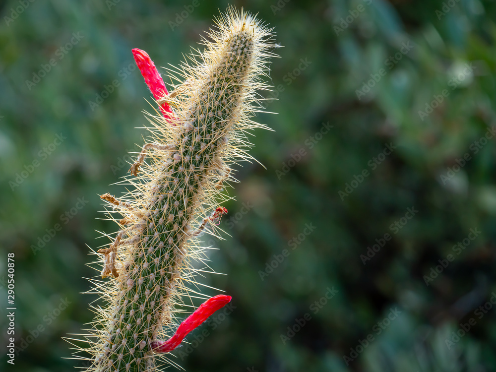 Fototapeta premium Silver Torch Cactus with Bright Red Flowers