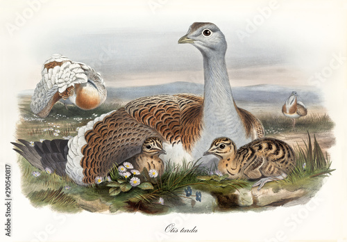 Great bustard crouched to protect its children outdoor in the grass. Vintage watercolor style detailed illustration of Great Bustard (Otis tarda). By John Gould publ. In London 1862 - 1873 photo