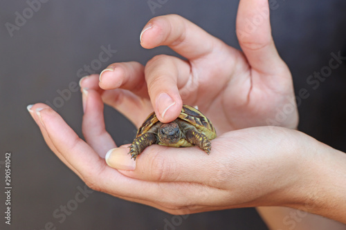 Young girl is holding a turtle