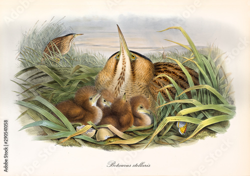 Canvastavla Bittern hided in the aquatic vegetation with its just borned children
