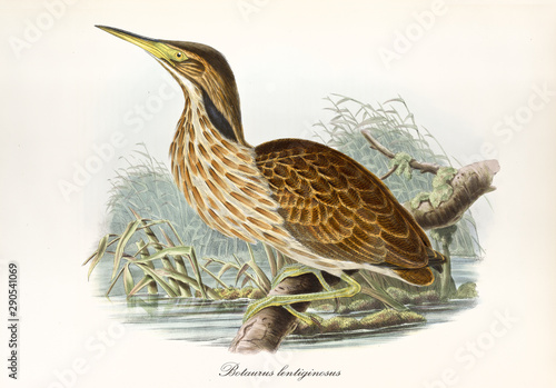 American aquatic bird on a branch over a pond surrounded by vegetation. Vintage illustration in watercolor style of American Bittern (Botaurus lentiginosus). By John Gould publ. In London 1862 - 1873