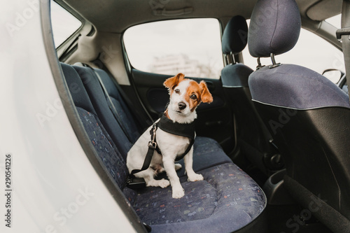 cute small jack russell dog in a car wearing a safe harness and seat belt. Ready to travel. Traveling with pets concept © Eva