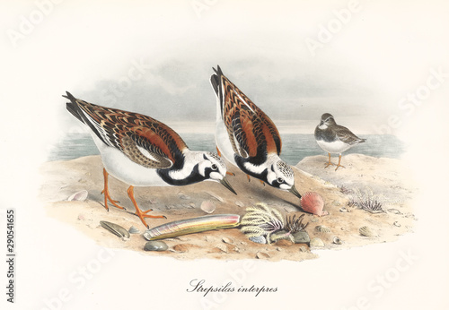 Couple of Ruddy Turnstone (Arenaria interpres) birds looking for food on a rock rich of shells and fossils. Sea on background. Detailed vintage watercolor art by John Gould publ. In London 1862 - 1873 photo