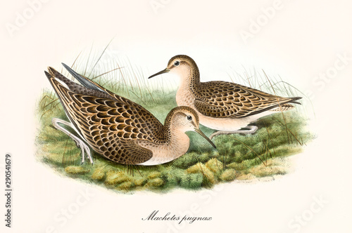 Couple of Ruff (Calidris pugnax) birds during their first autumn plumage. Both of them are crouched on the grass. Detailed vintage watercolor art by John Gould publ. In London 1862 - 1873