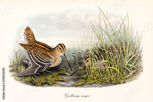 Two orange black dotted birds with long beak called Great Snipe (Gallinago media). Both on the ground, but one is hiding behind the high grass. Vintage art by John Gould publ. In London 1862 - 1873 photo