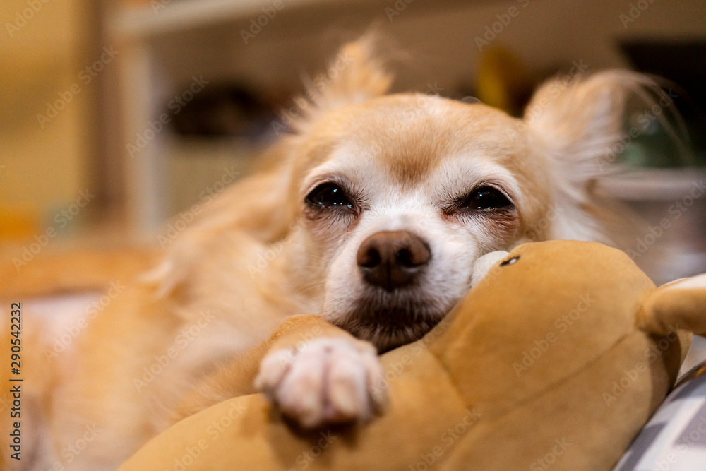 cute brown tiny chihuahua lap dog sleepy and tired posing on soft pillow