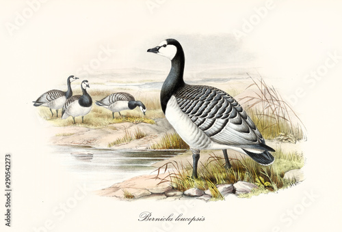 Barnacle Goose (Branta leucopsis) bird with its multicolored black and white tones plumage standing on a pond shore. Detailed vintage watercolor style art by John Gould publ. In London 1862 - 1873