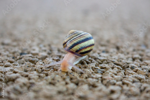 Cute snail with shell on trail macro. Nature close up. Small mollusk on sand. Wildlife background. Small snail with its house. Slug in park.