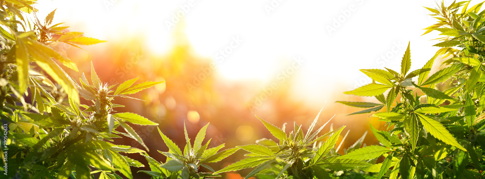 Fototapeta Marihuana Z Kwiatami O Zachodzie Słońca - Zioło Sativa - Legalna Marihuana