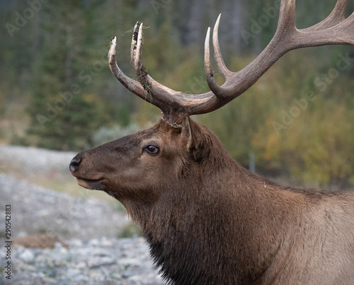 A smiling Bull Elk, AKA Wapiti