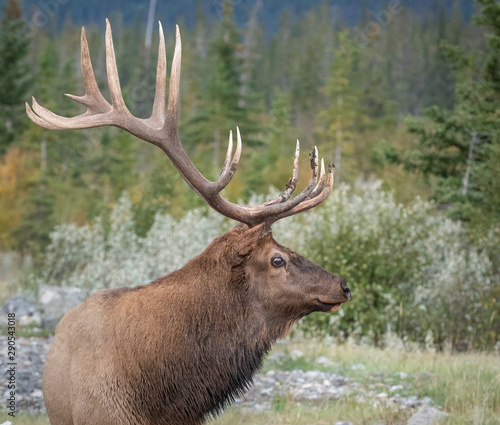 A smiling Bull Elk, AKA Wapiti