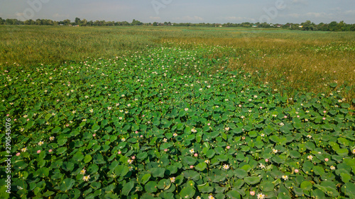 Pink lotus flower in the pond. Background is the lotus leaf and flowers.