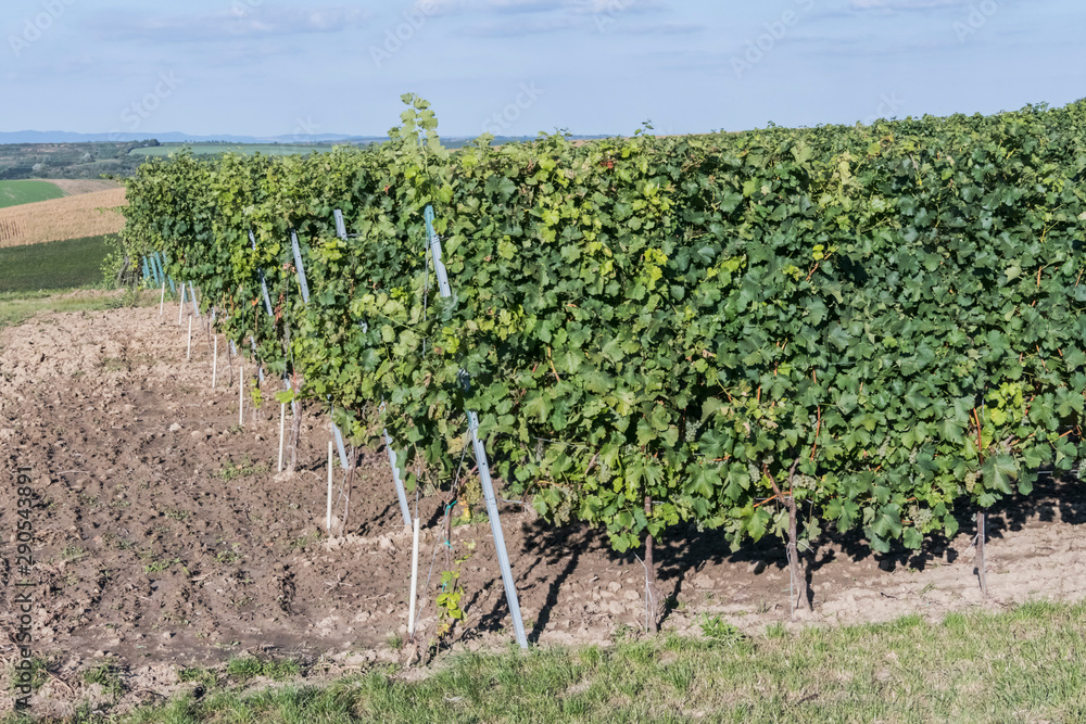 Velke Bilovice vineyard Czech Republic