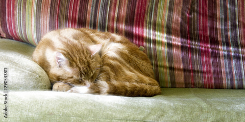 Sieste de chat - 