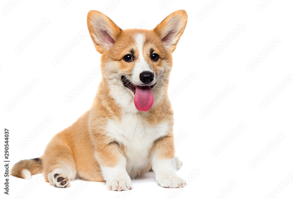 cute welsh corgi puppy smiles