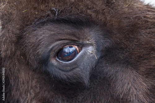 Closeup eye of large brown wisent in the winter forest. Wild European brown bison