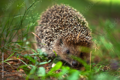 photo of a cute young hedgehog. running through the green grass